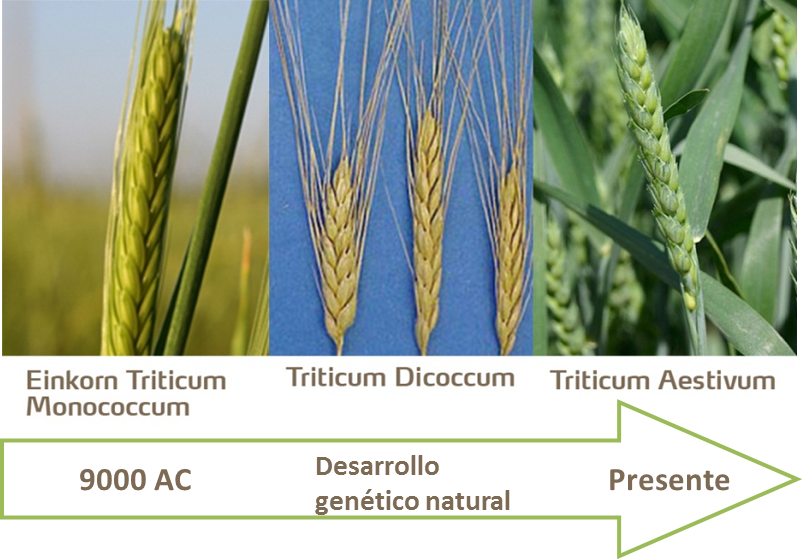 Triticum now or never. Пшеница (Triticum aestivum. Пшеница рожь тритикале. Тритикале гибрид пшеницы и ржи. Озимая тритикале.