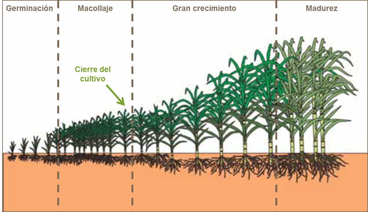 Principios Agronomicos En Cana De Azucar Yara Mexico