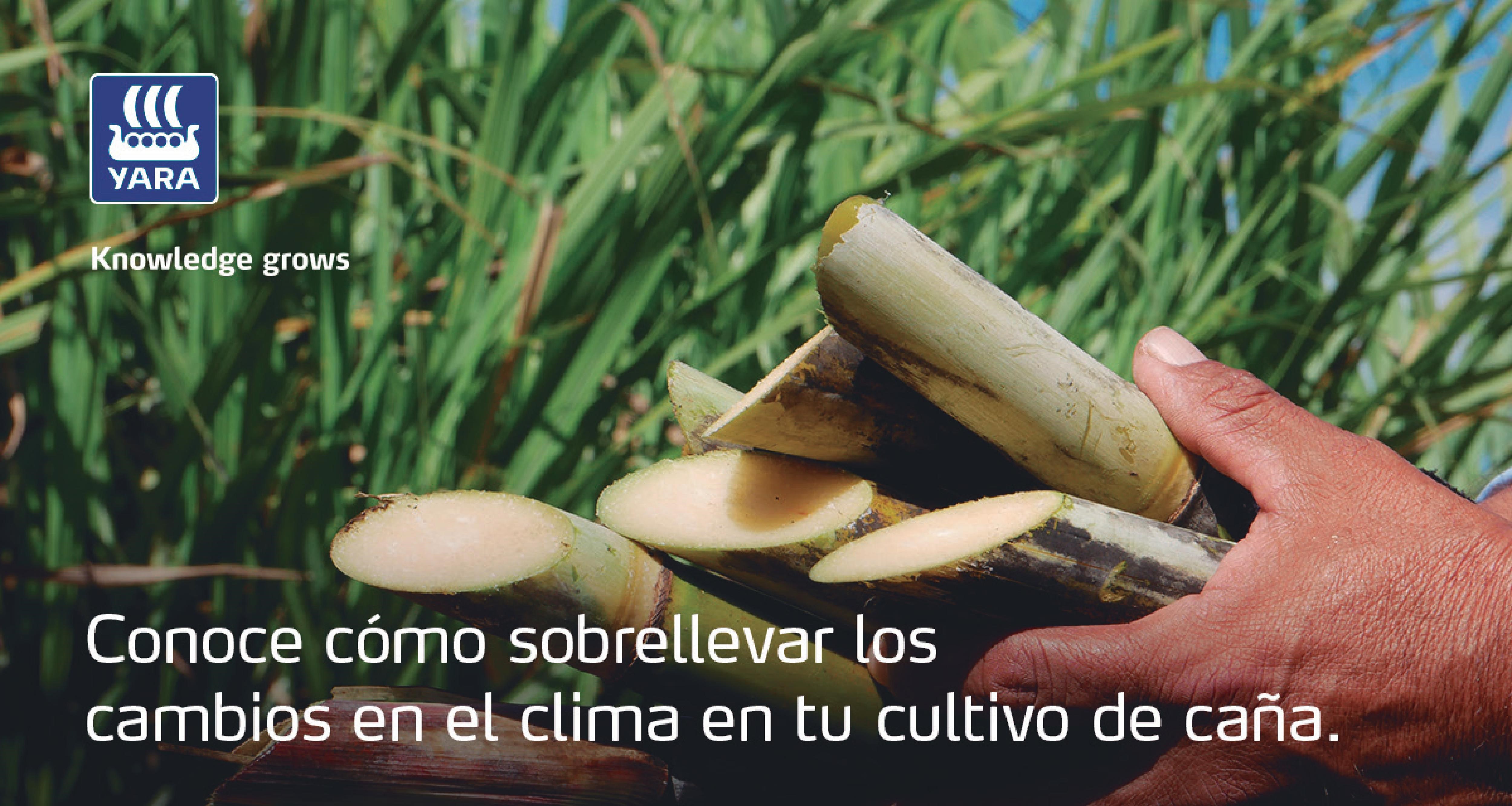 Conoce Cómo Sobrellevar Los Cambios En El Clima, En Tu Cultivo De Caña ...