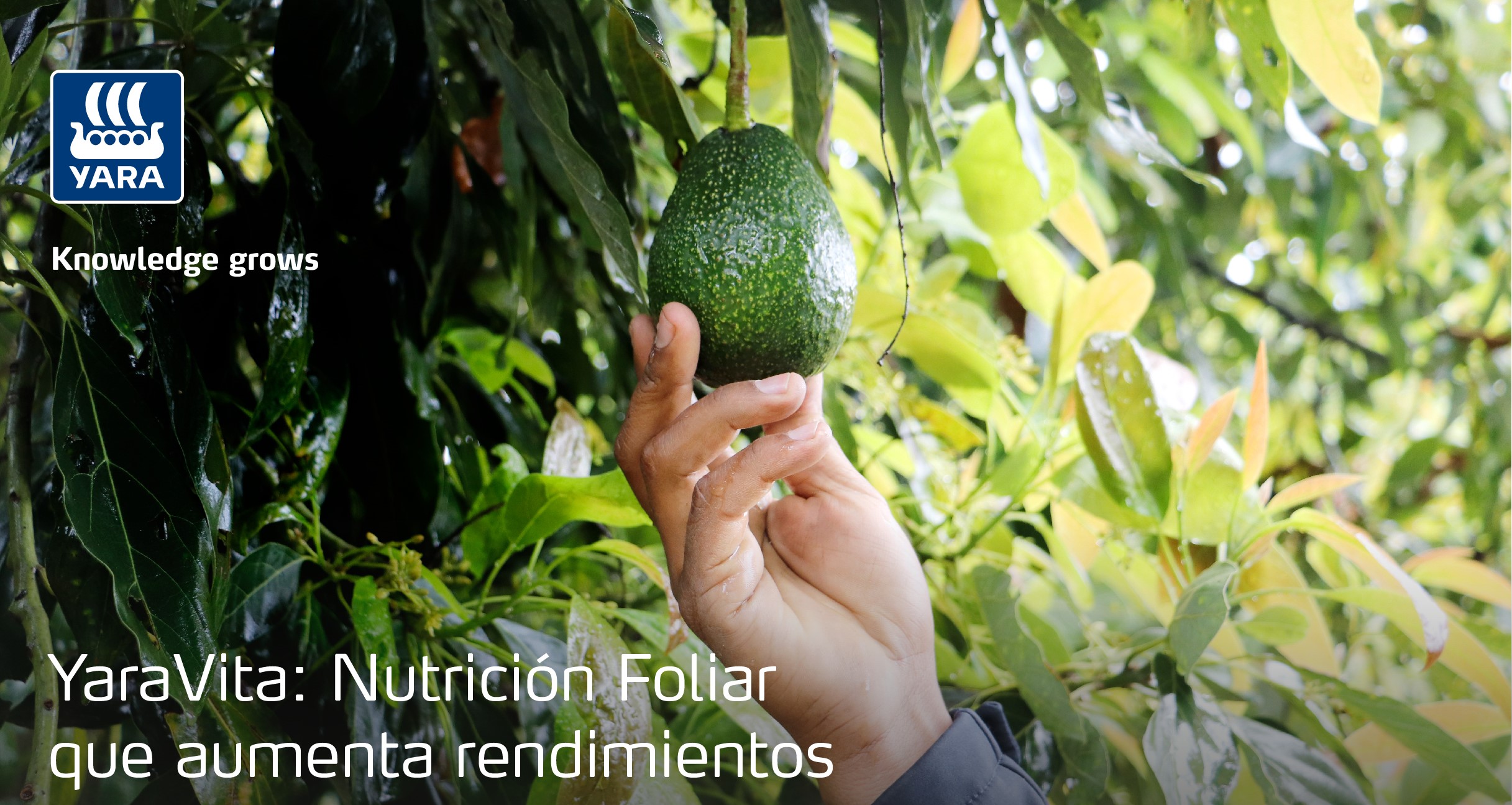 Header-Aguacate