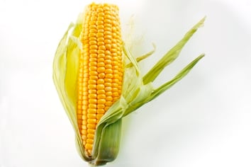 Cómo aumentar el rendimiento del maíz | Yara México